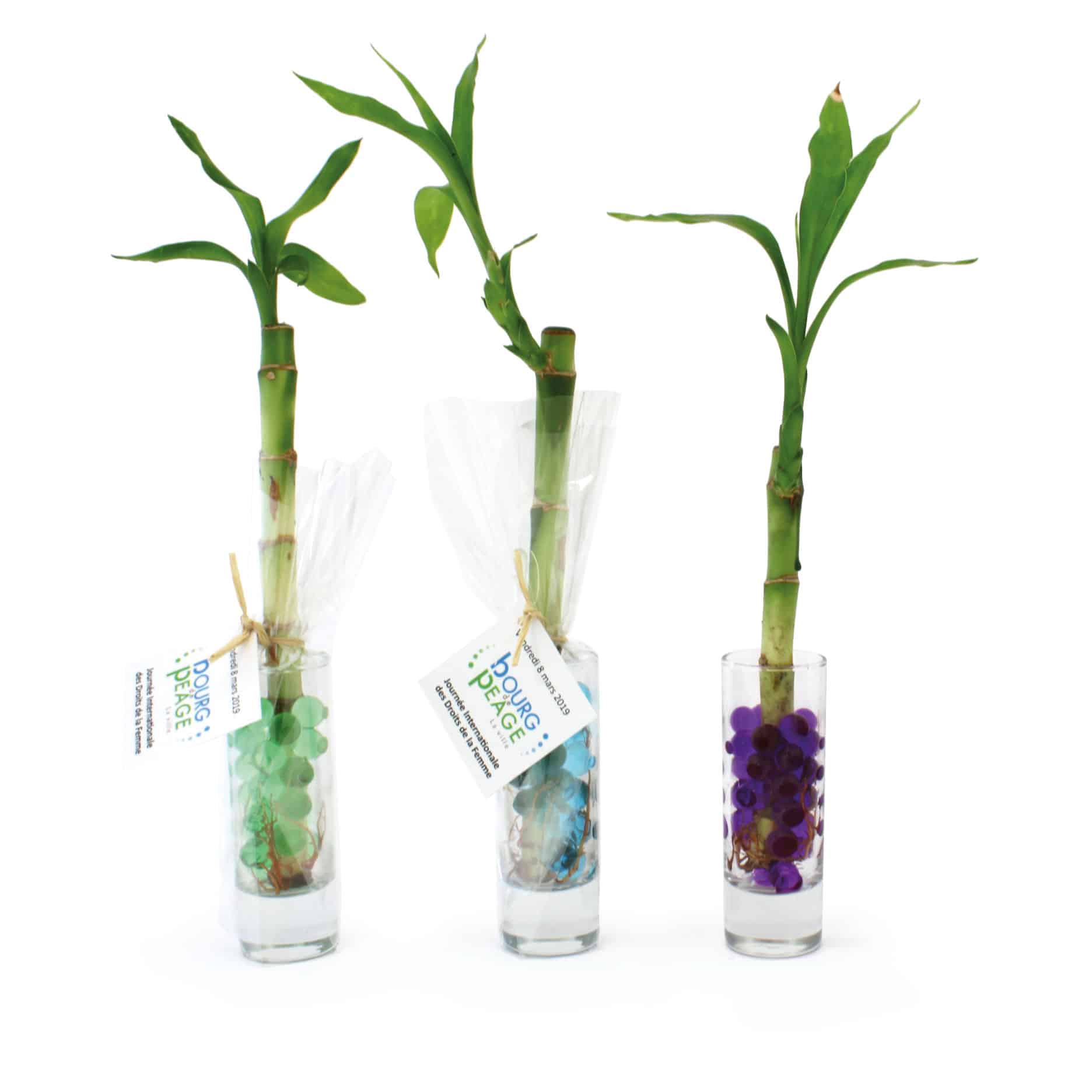 Visuel Canne chinoise en vase