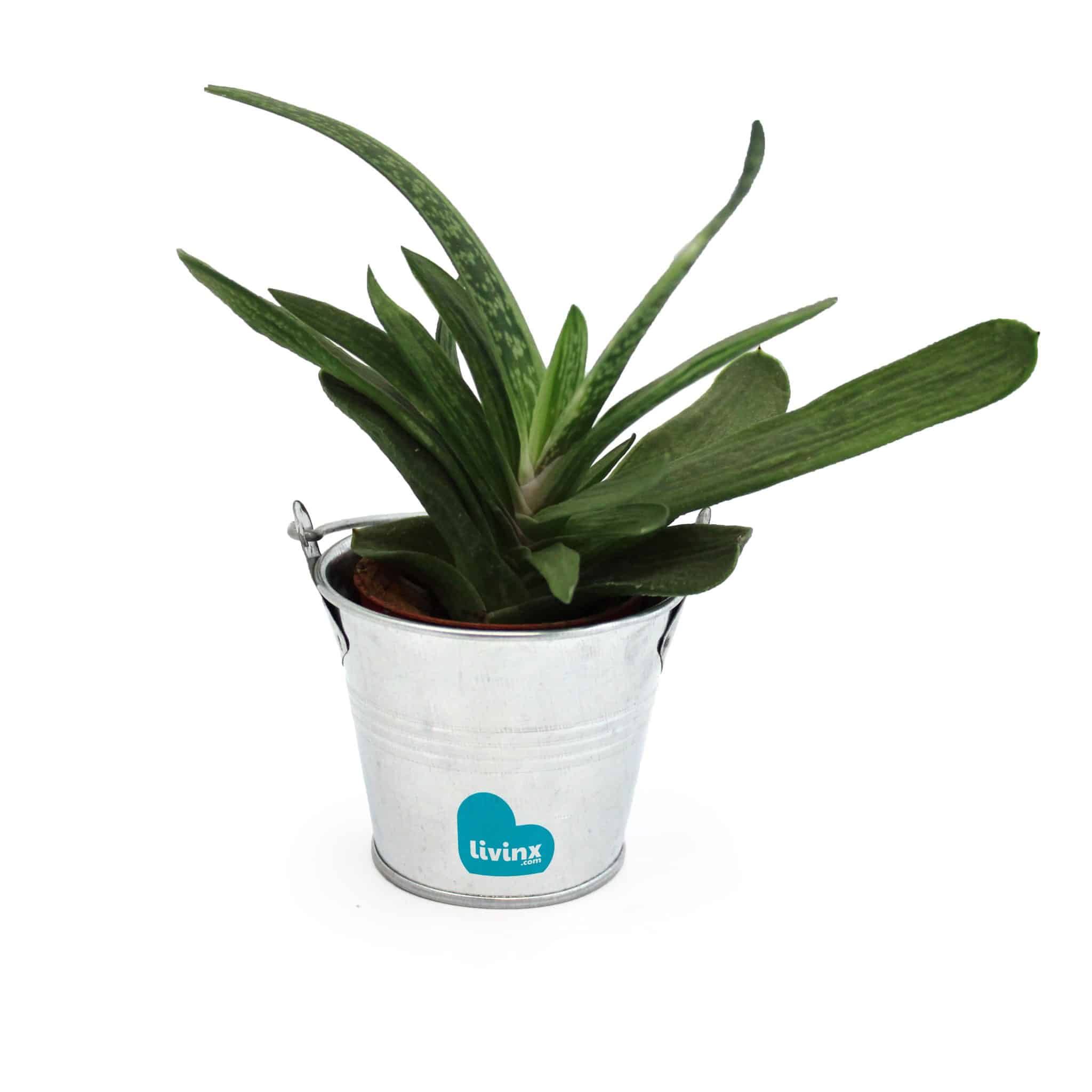 Visuel Mini plante dépolluante en pot zinc