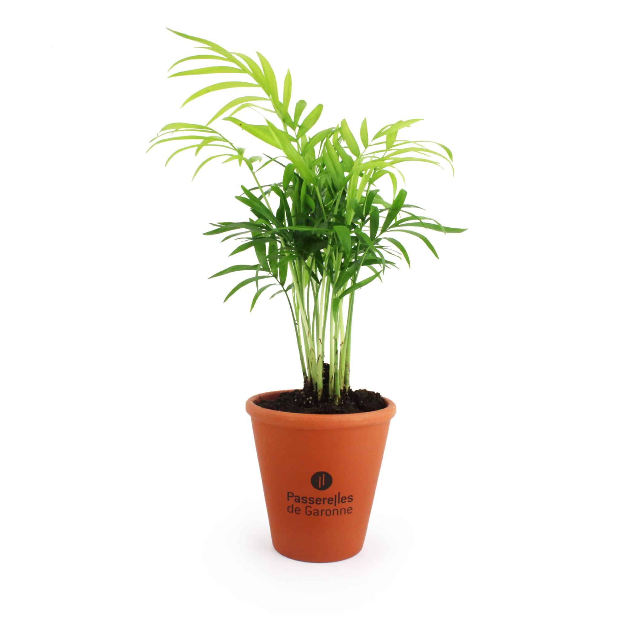 Miniature 1 pour Mini plante dépolluante en pot terre cuite