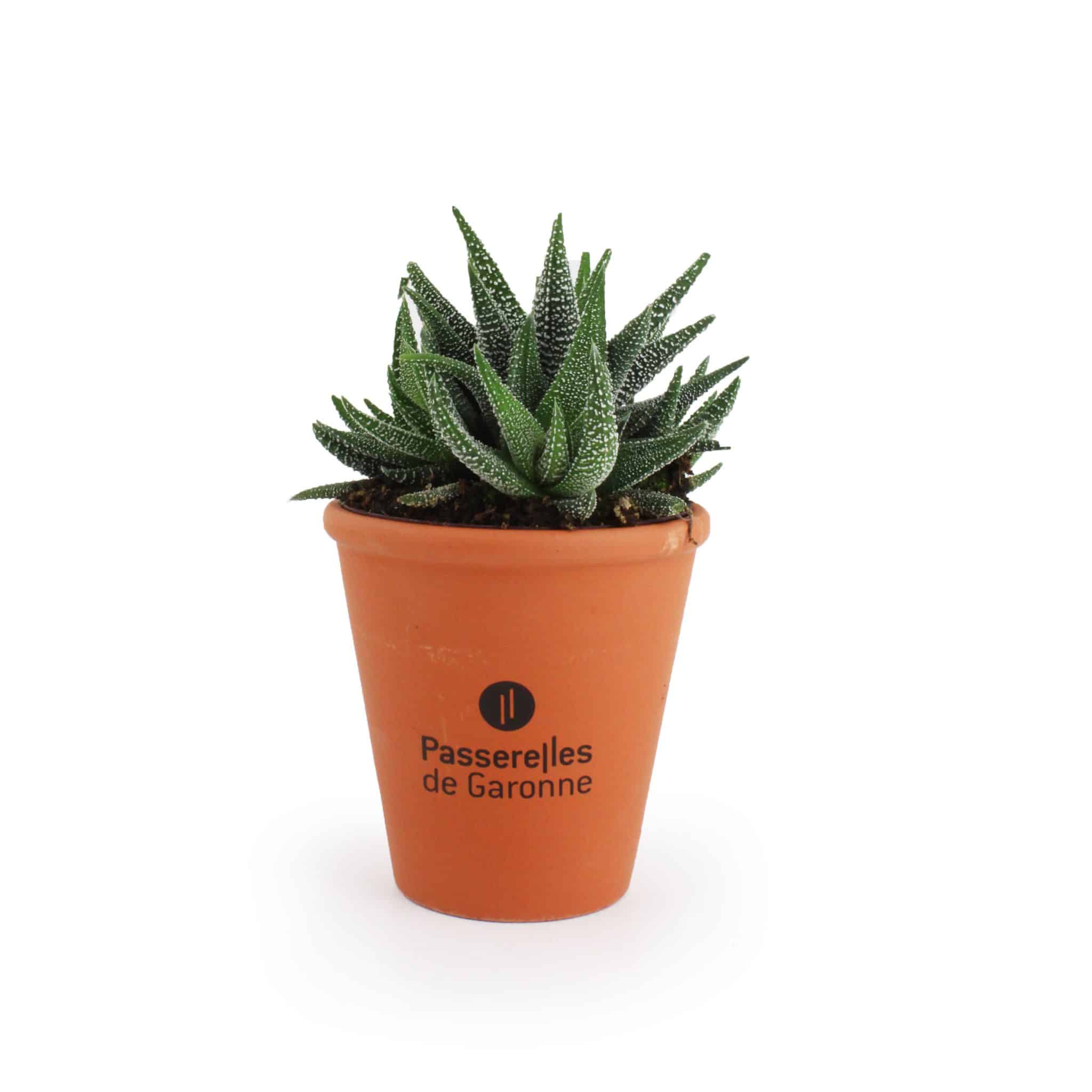 Miniature 2 pour Mini plante dépolluante en pot terre cuite