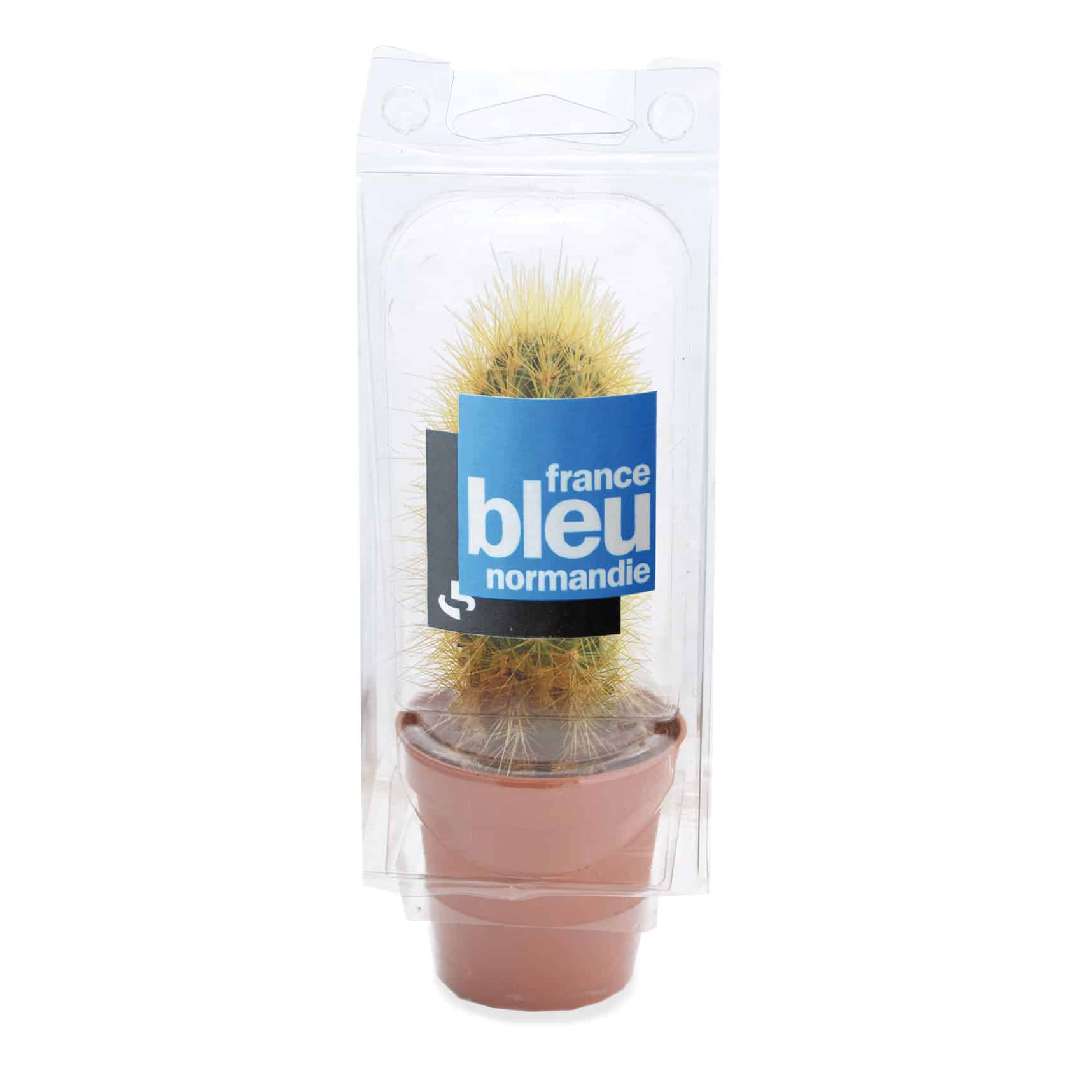 Visuel Mini serre 1 pot cactus