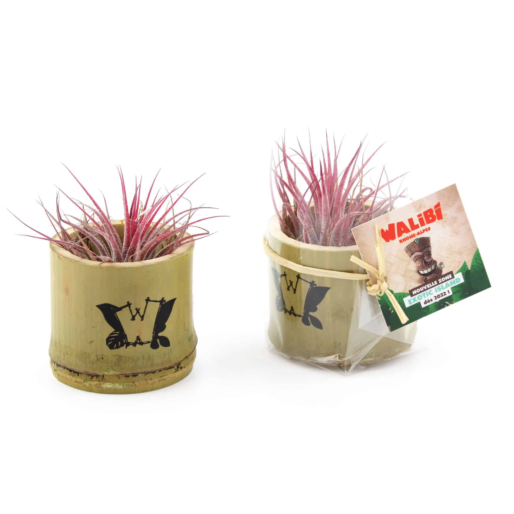 Visuel Tillandsia en pot bambou