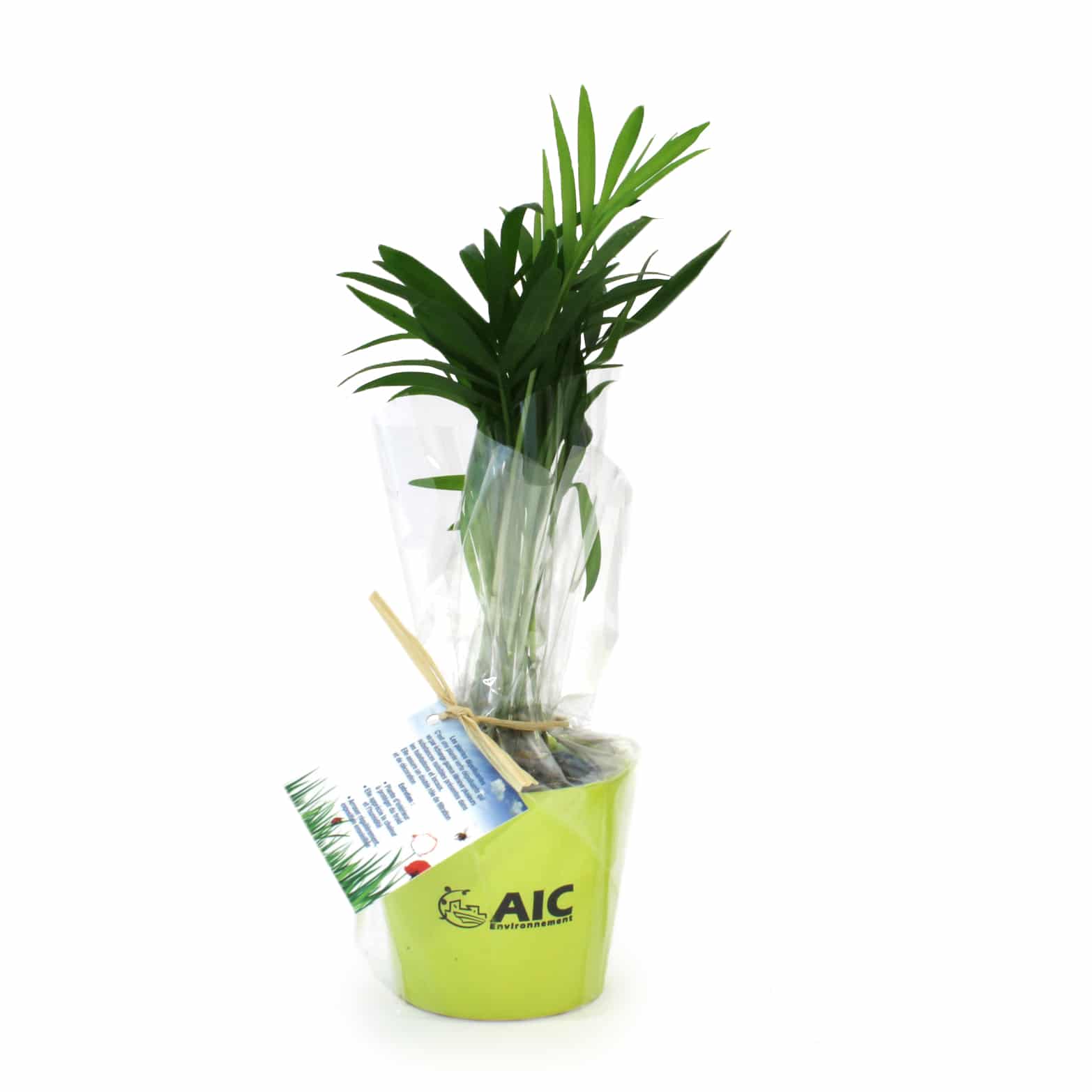 Visuel Mini plante dépolluante en pot ceramique
