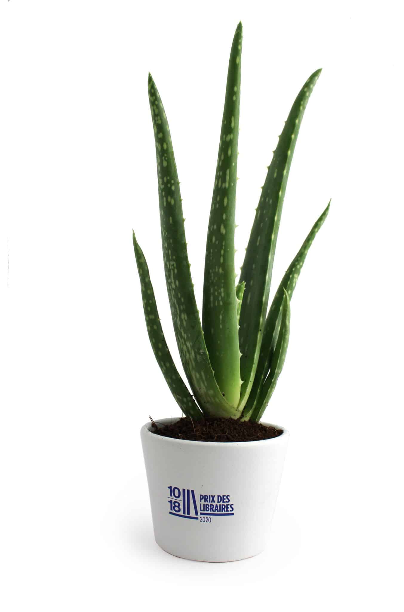 Visuel Plant Aloé Vera