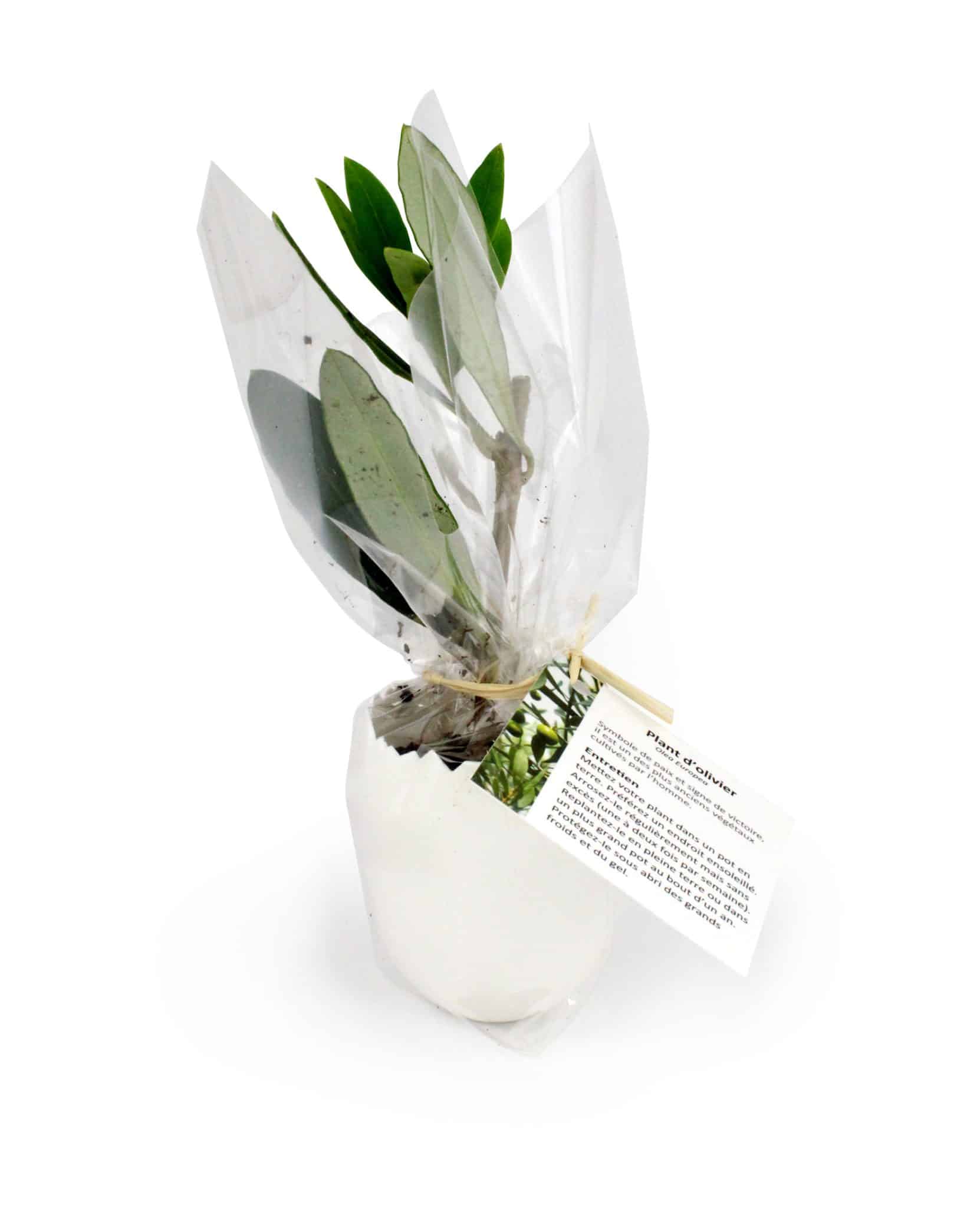 Visuel L'oeuf Mini Plant Arbre