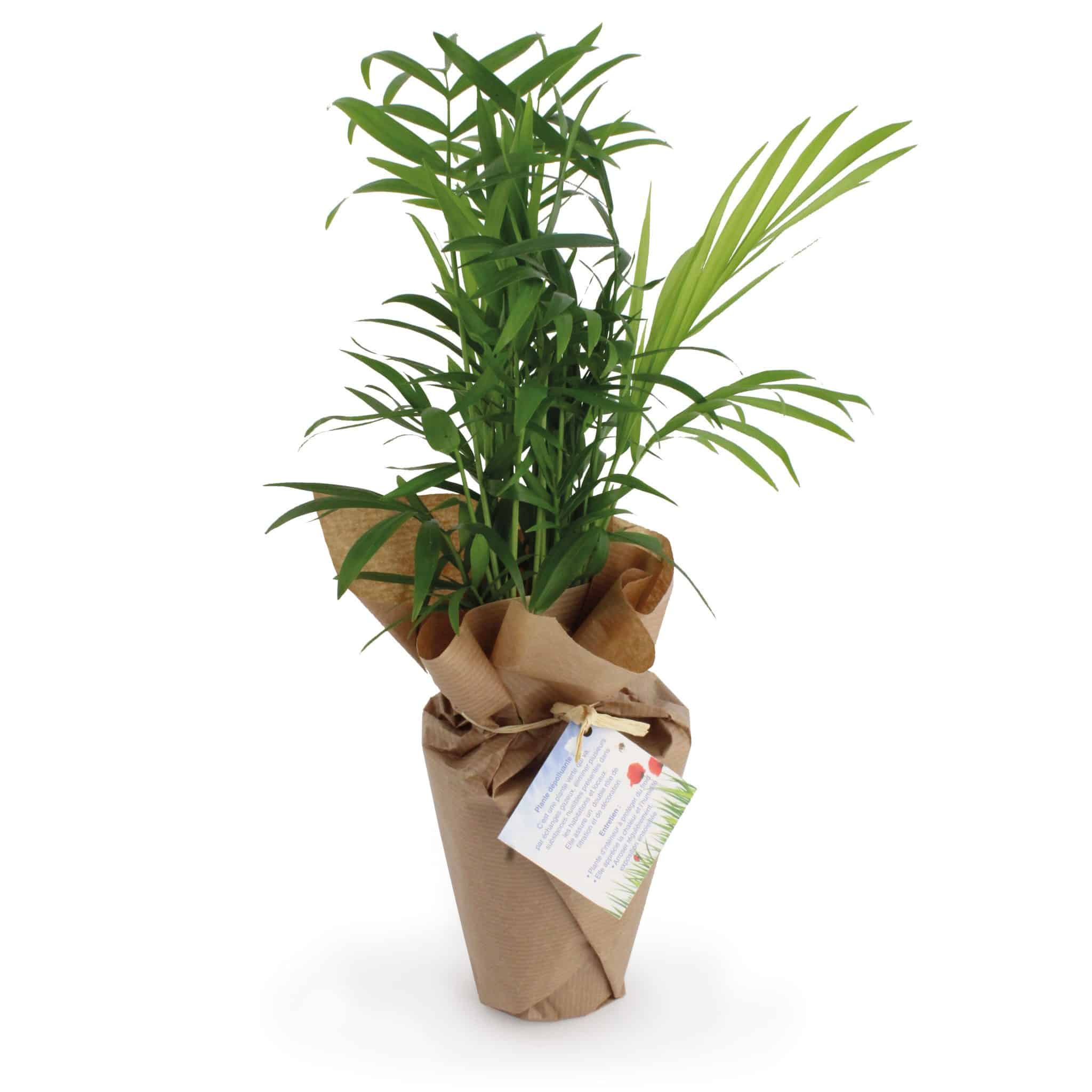 Visuel Plante dépolluante 100% écolo