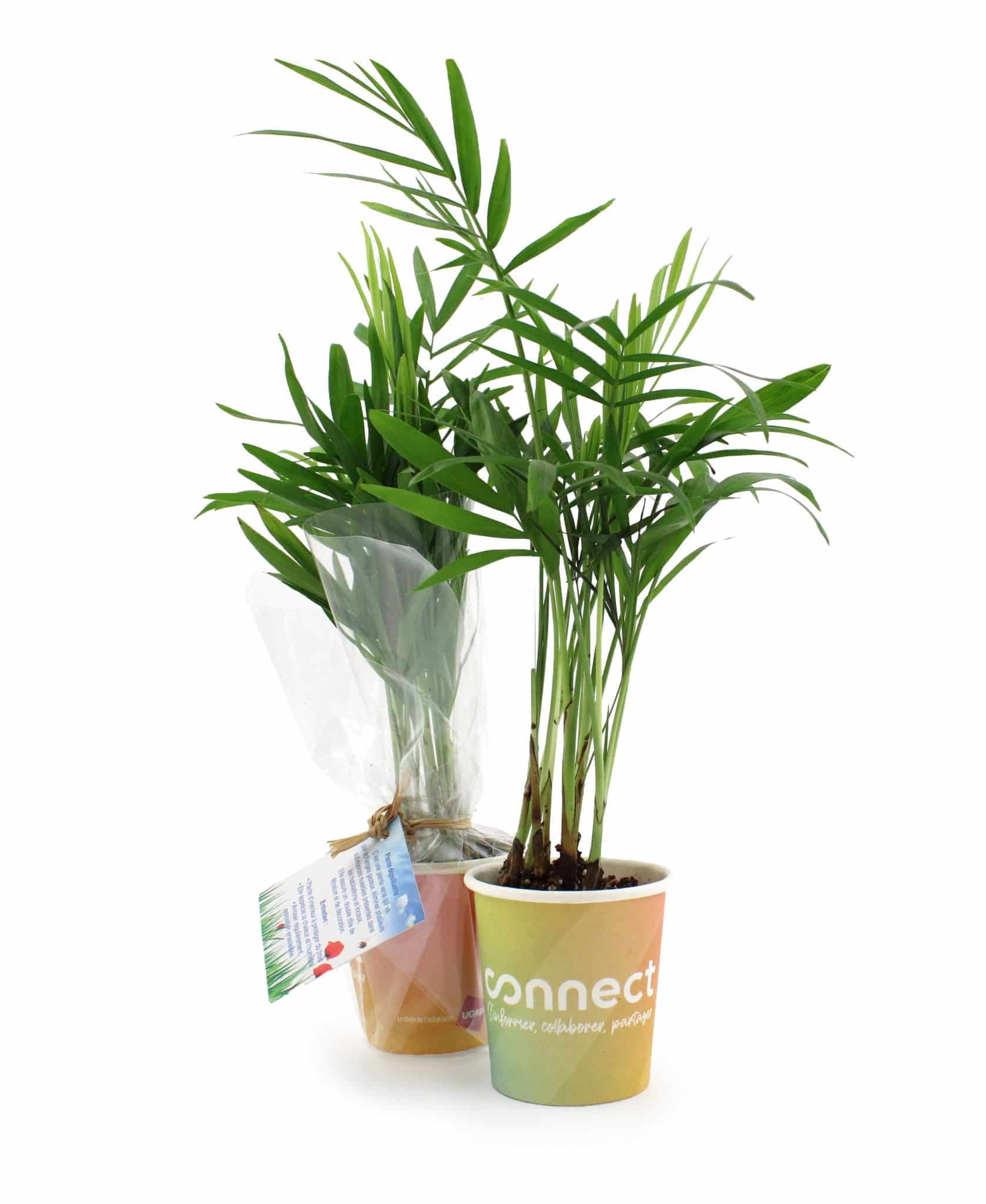 Visuel Petit pot carton plante