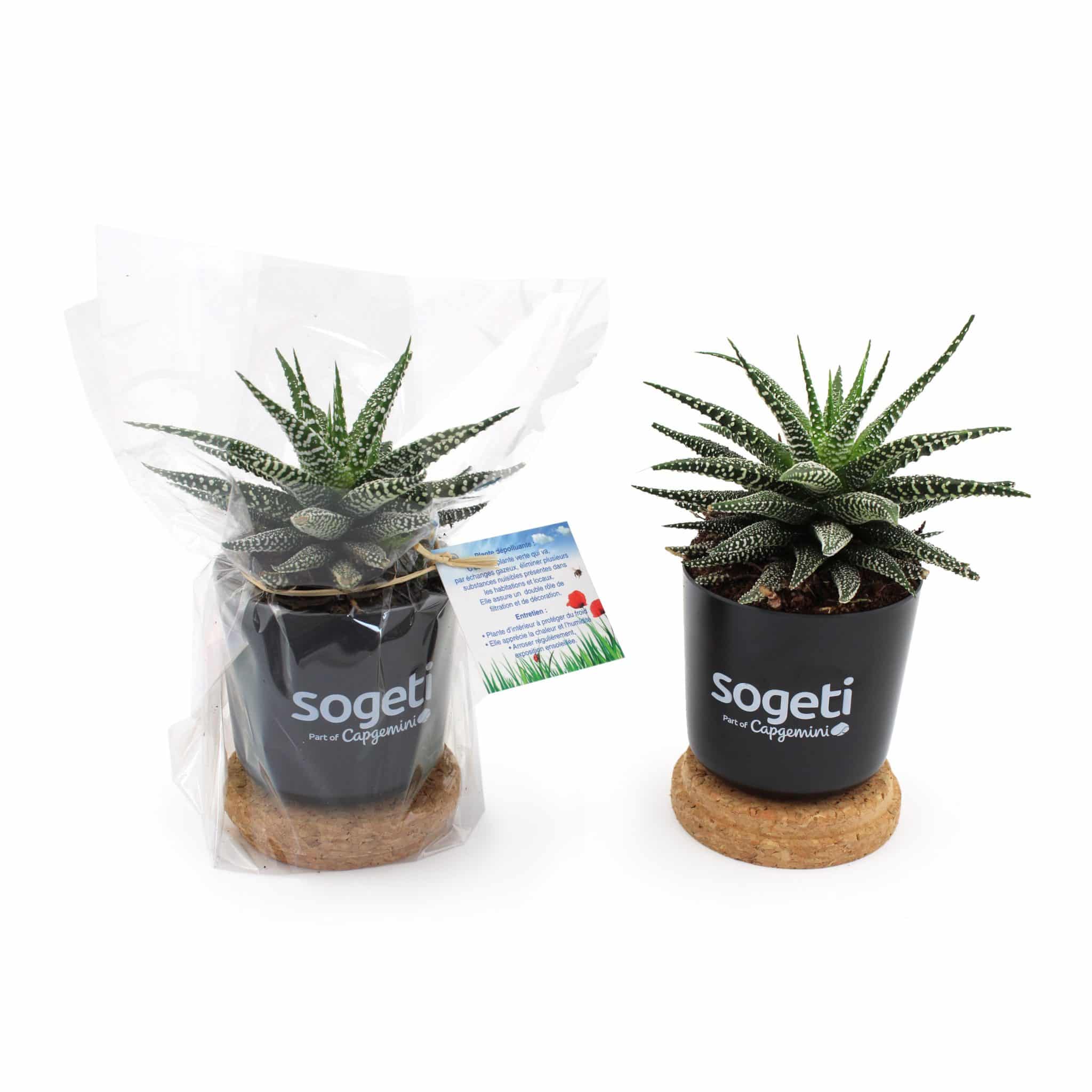 Visuel Plante dépolluante en Pot Bambou + soucoupe liège