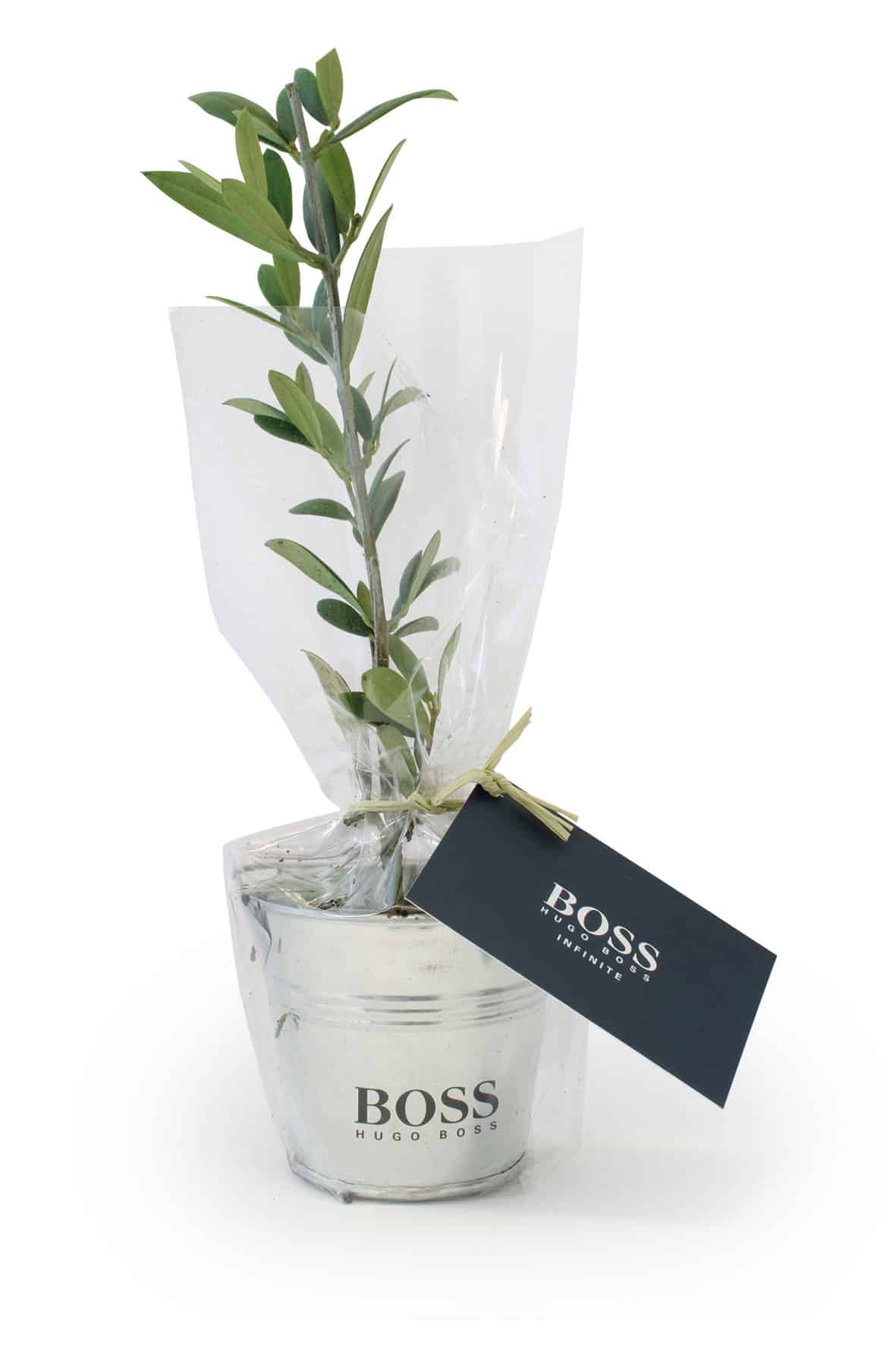 Visuel Plant d'arbre en pot zinc - Résineux