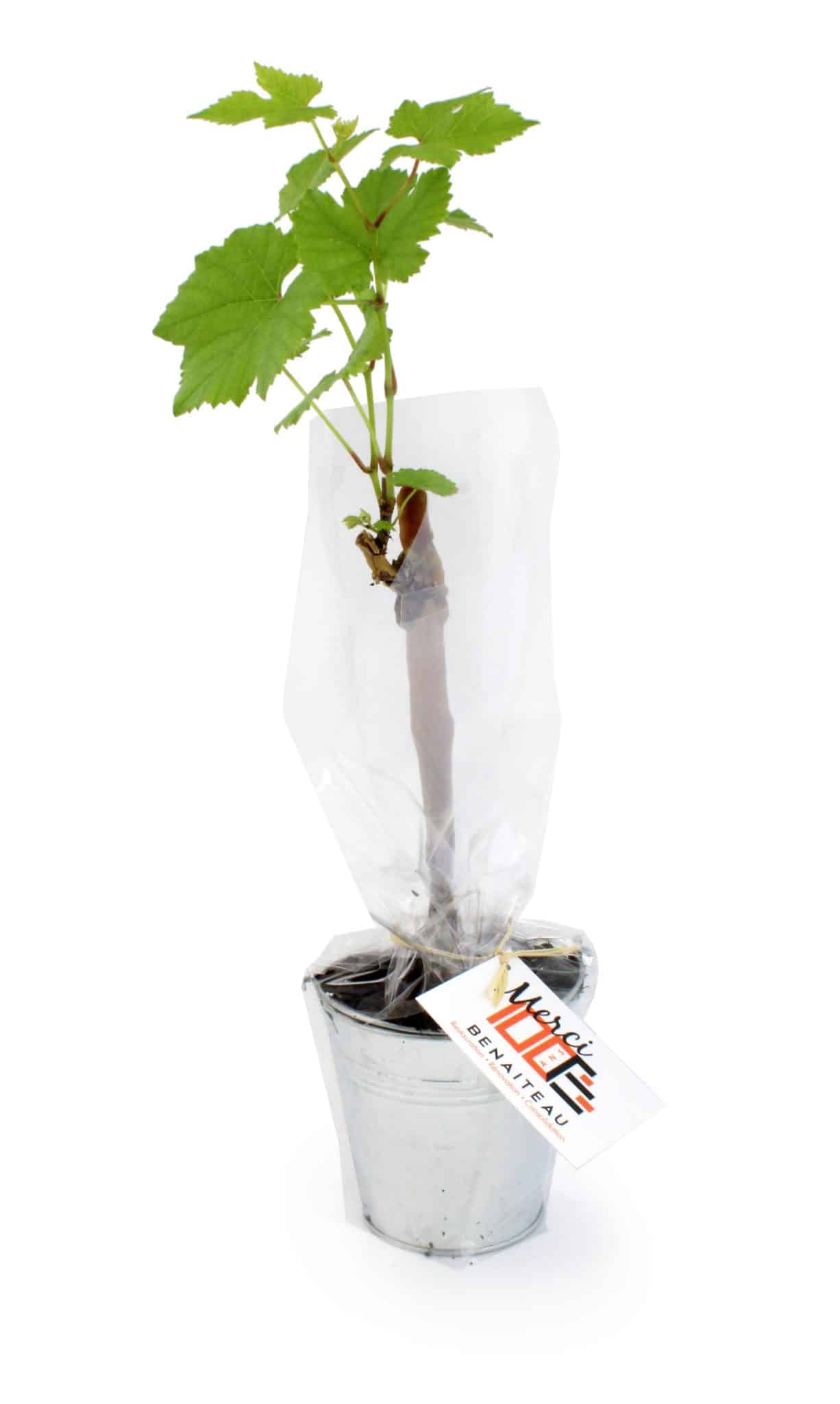 Visuel Plant de vigne en pot