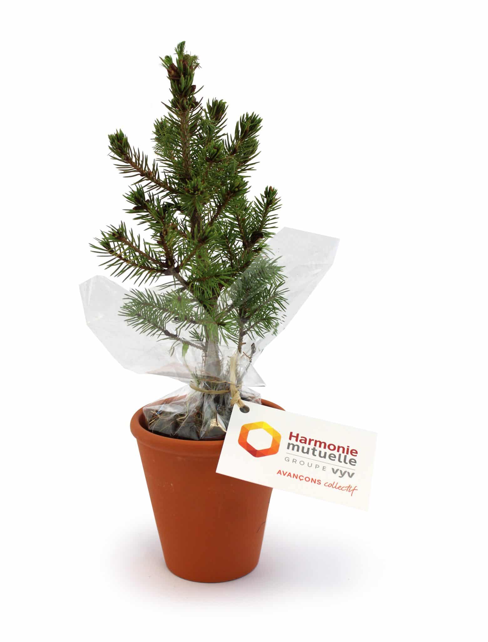 Visuel Plant d'arbre en pot terre cuite - Feuillus
