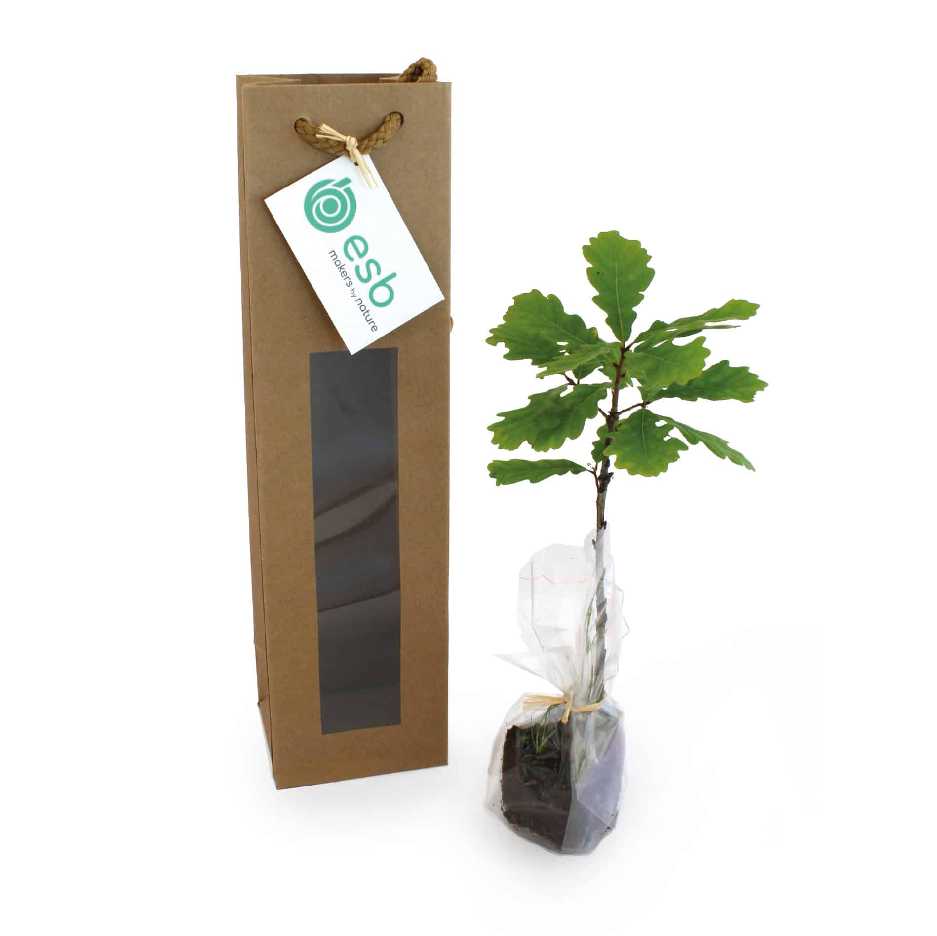 Visuel Plant d'arbre en sac kraft Black Collection - Résineux