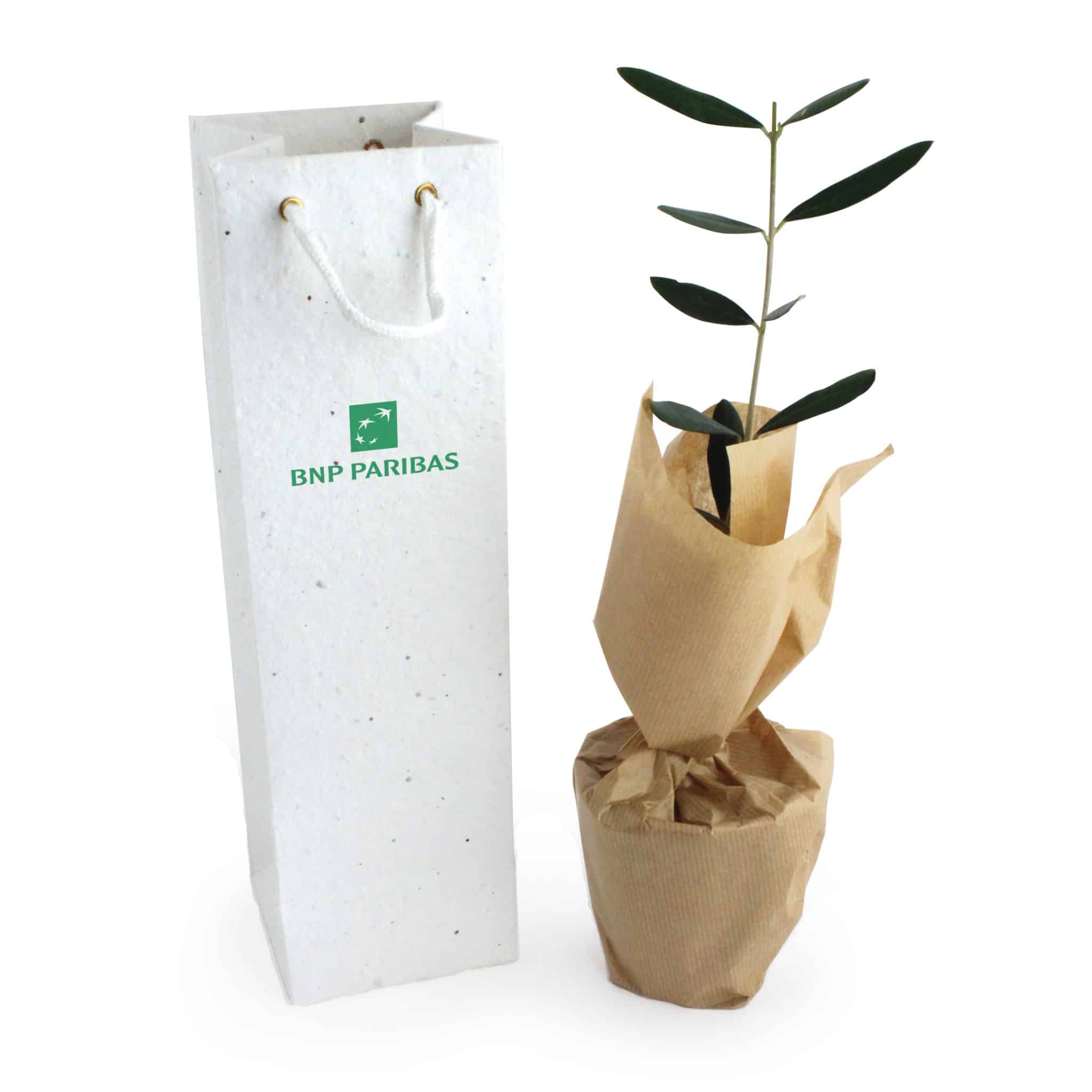 Miniature 2 pour Plant d'arbre en sac kraft - Prestige
