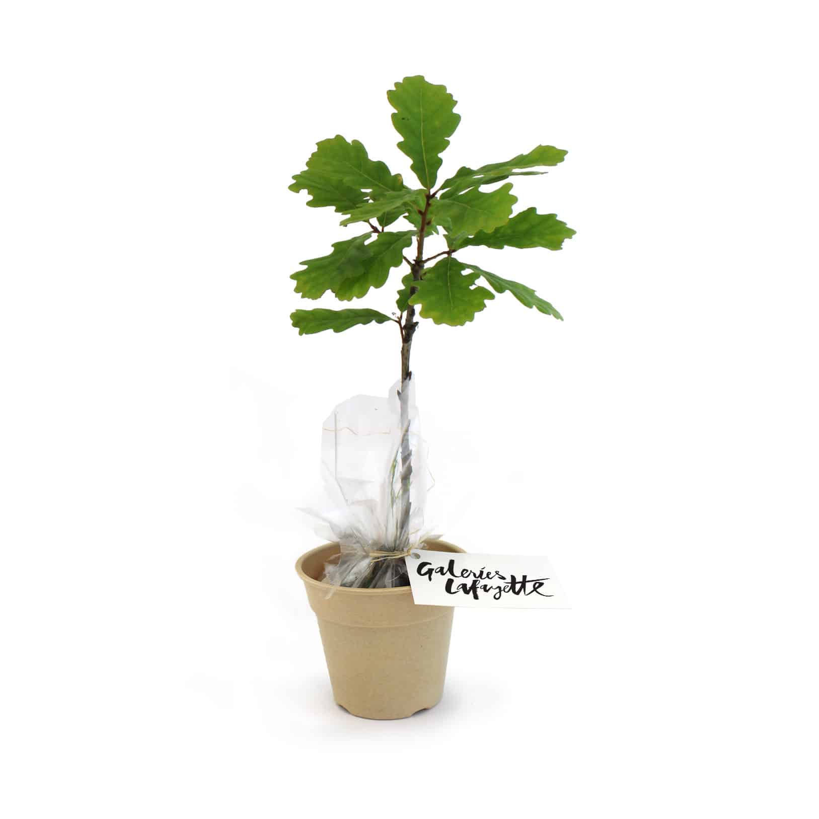 Visuel Plant d'arbre en pot Fibre de Bambou 10 cm -Feuillus