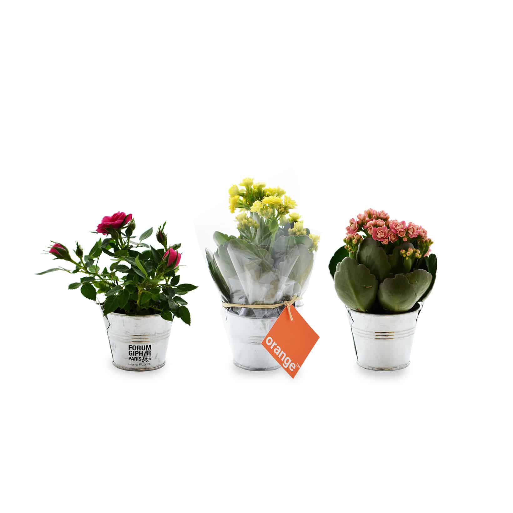 Visuel Mini plante en pot zinc