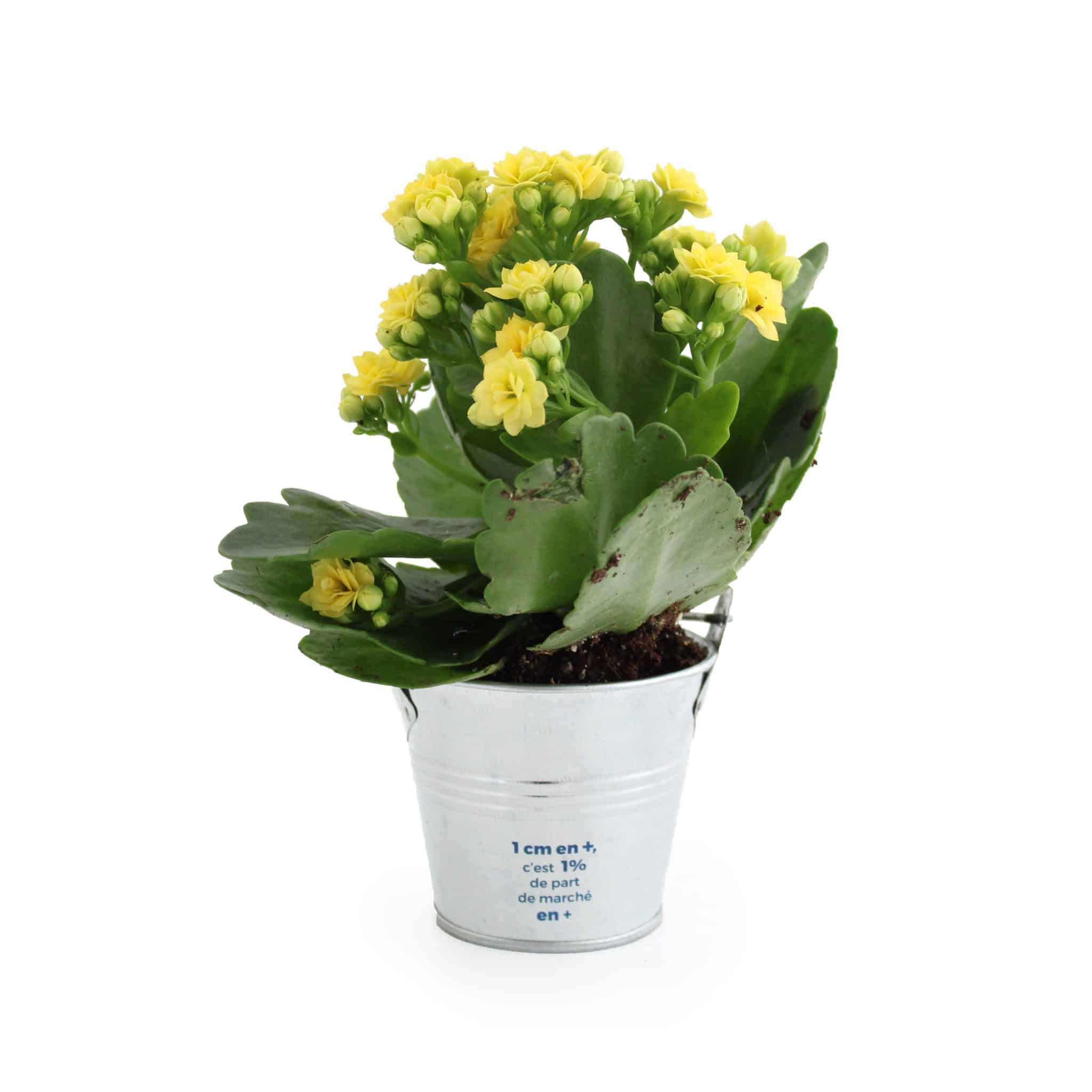 Miniature 2 pour Mini plante en pot zinc