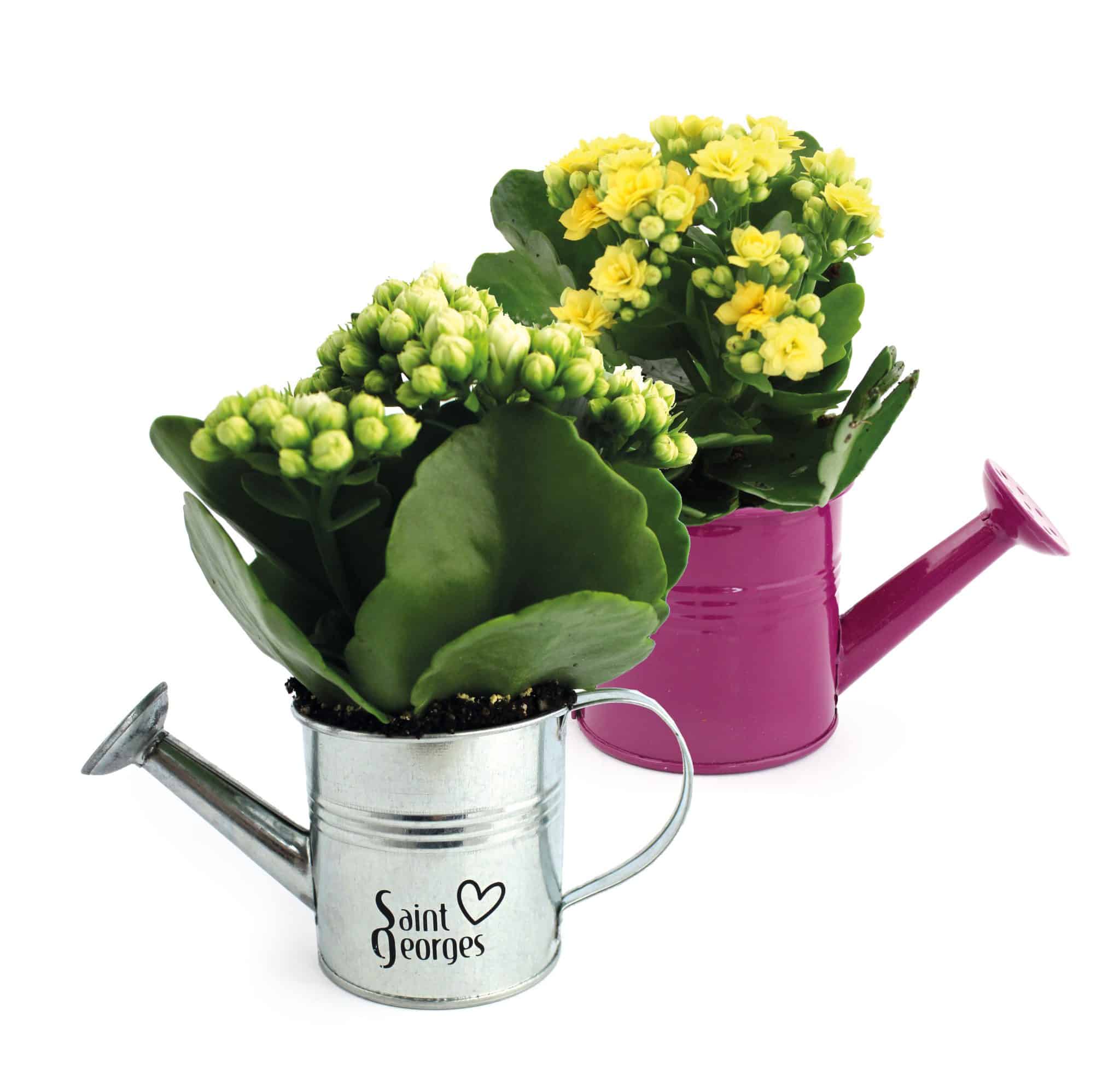 Visuel Arrosoir en zinc avec mini plante fleurie