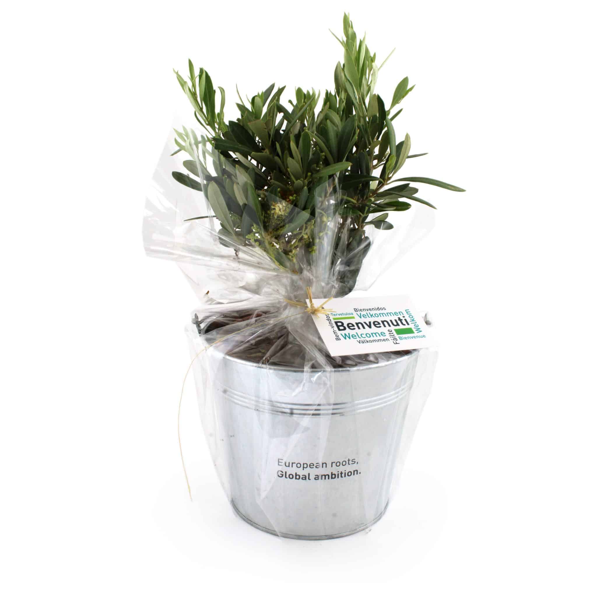Miniature 2 pour Olivier en pot zinc 17cm