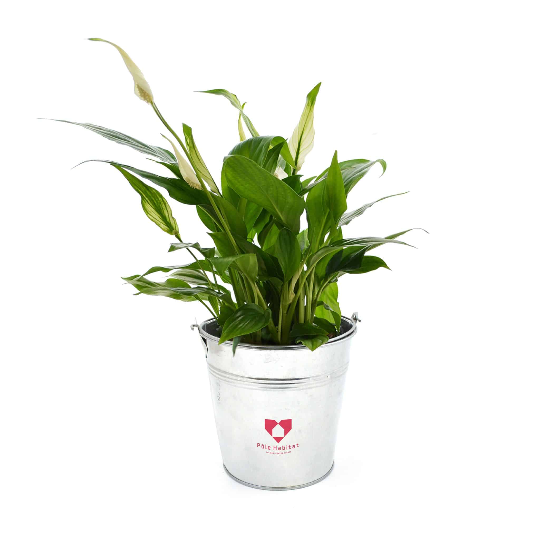 Visuel Grande Plante Déco