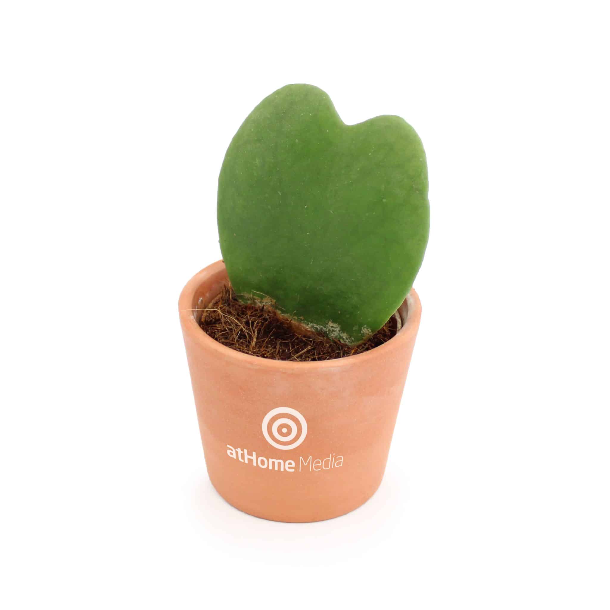 Visuel Hoya