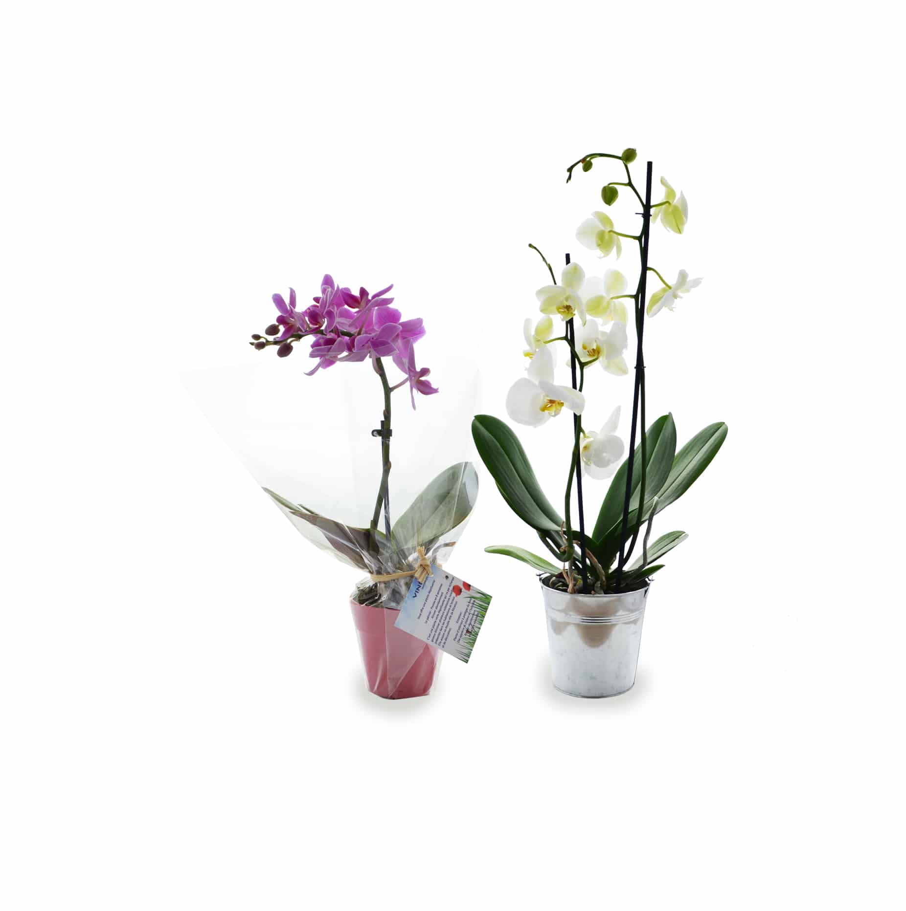Visuel L'Orchidée - Petit modèle