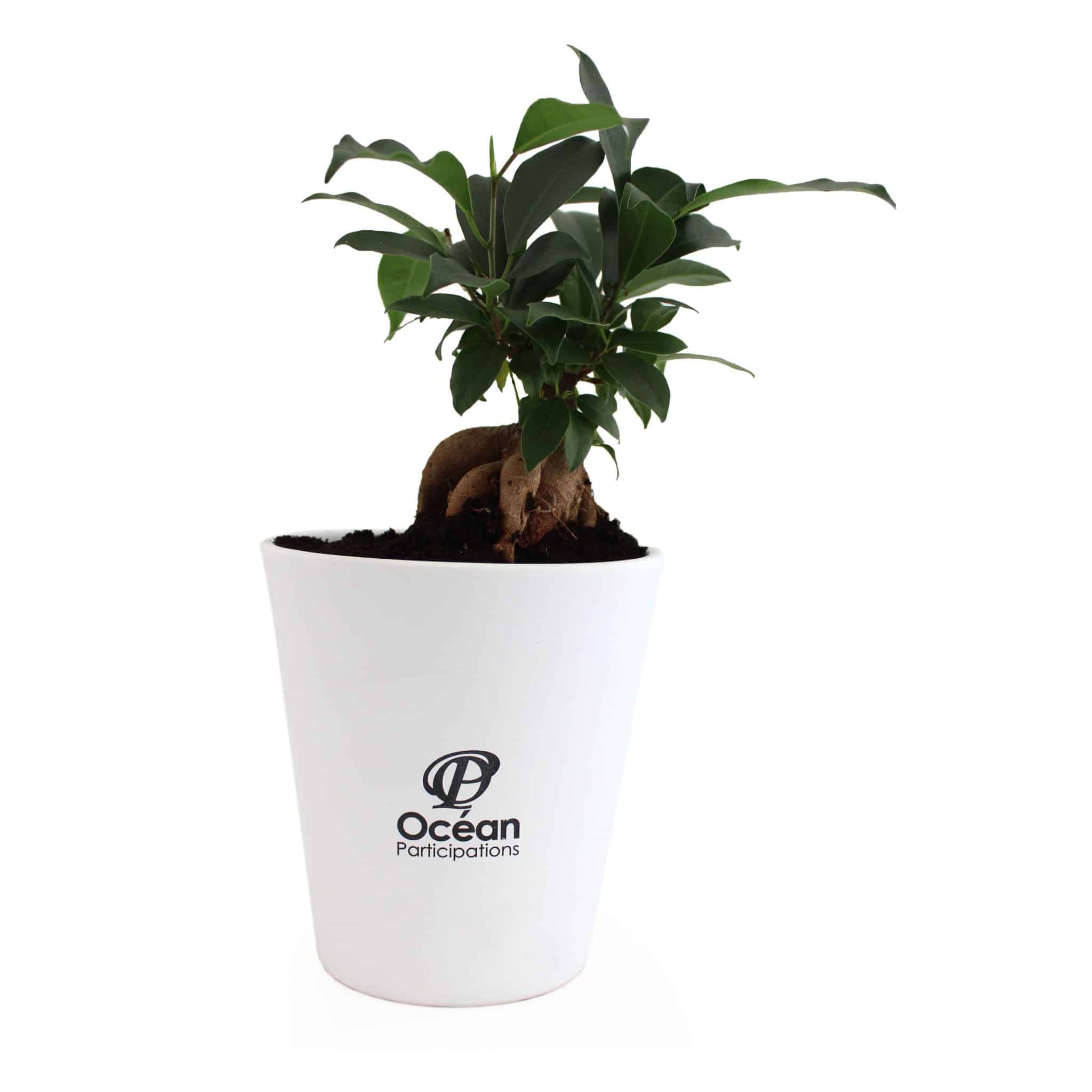 Visuel Le Ficus Ginseng - grand format