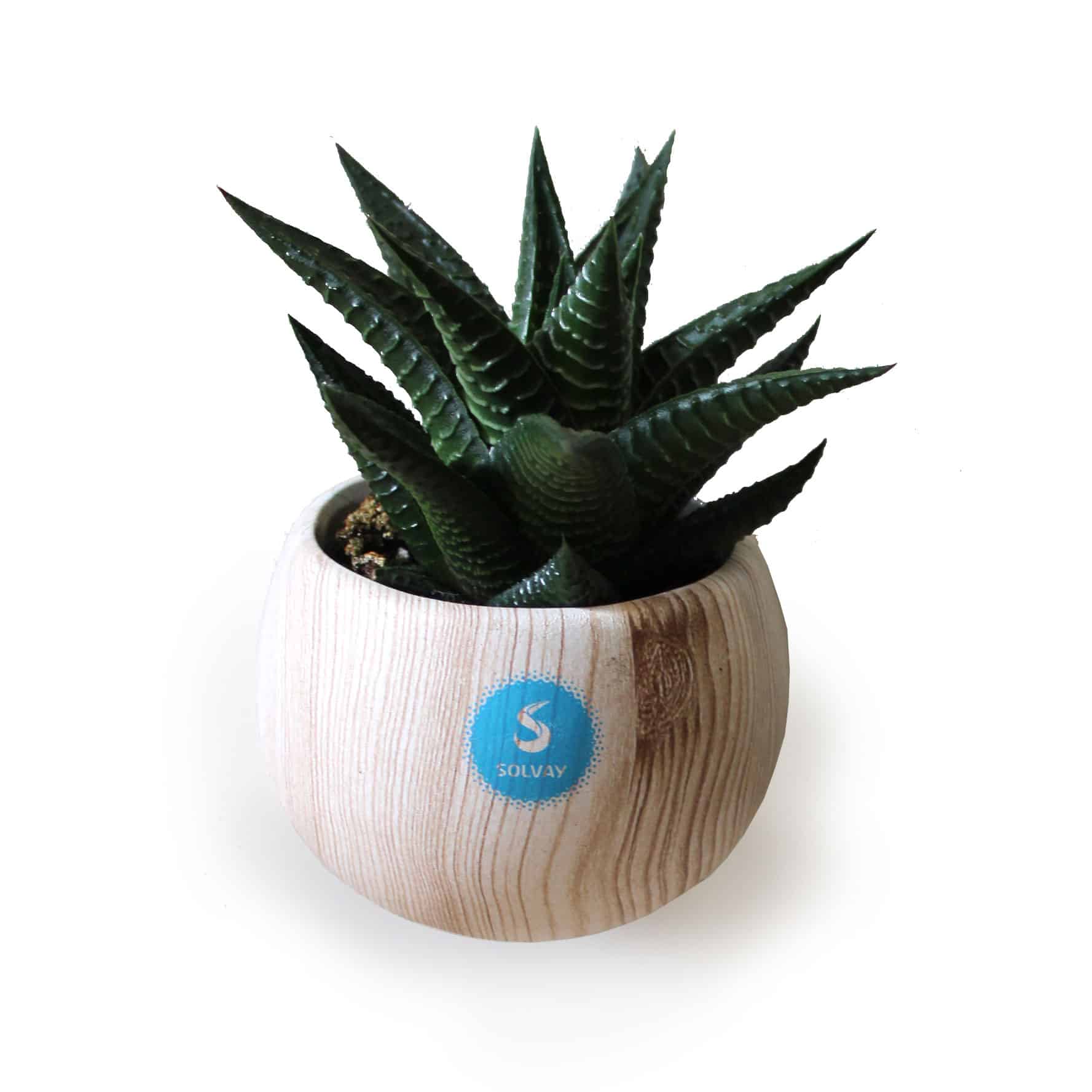 Visuel Plante dépolluante en pot magnétique aimanté boule aspect bois