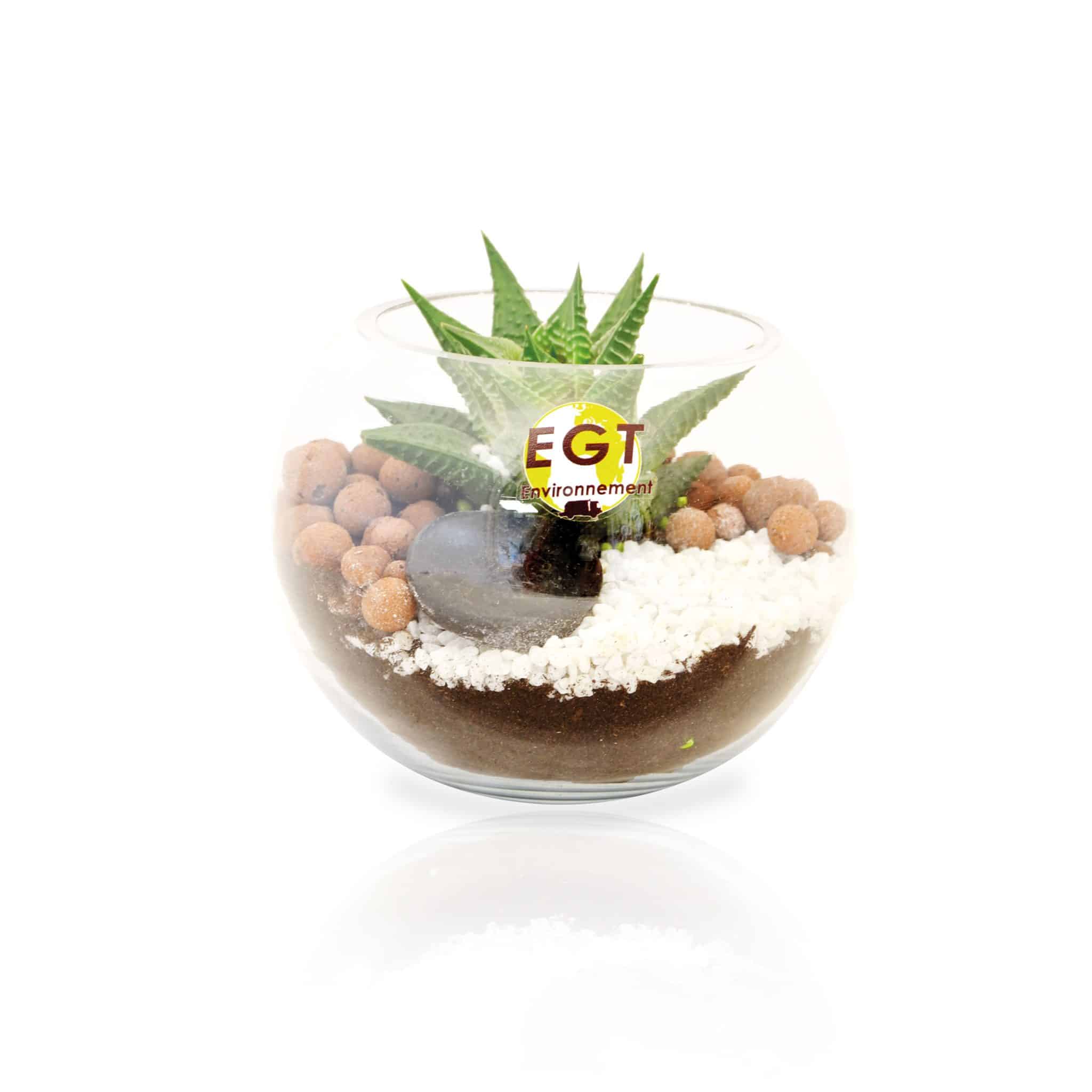 Visuel Mini Terrarium Tillandsia en bouteille