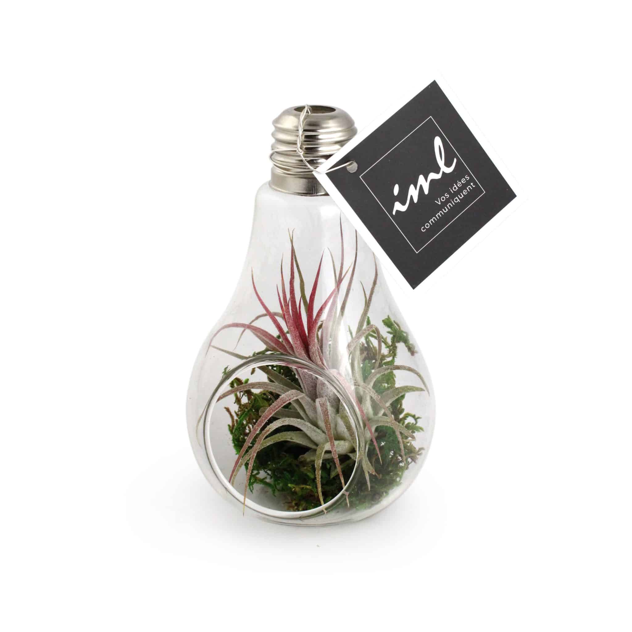 Miniature 2 pour Tillandsia en AMPOULE Métal