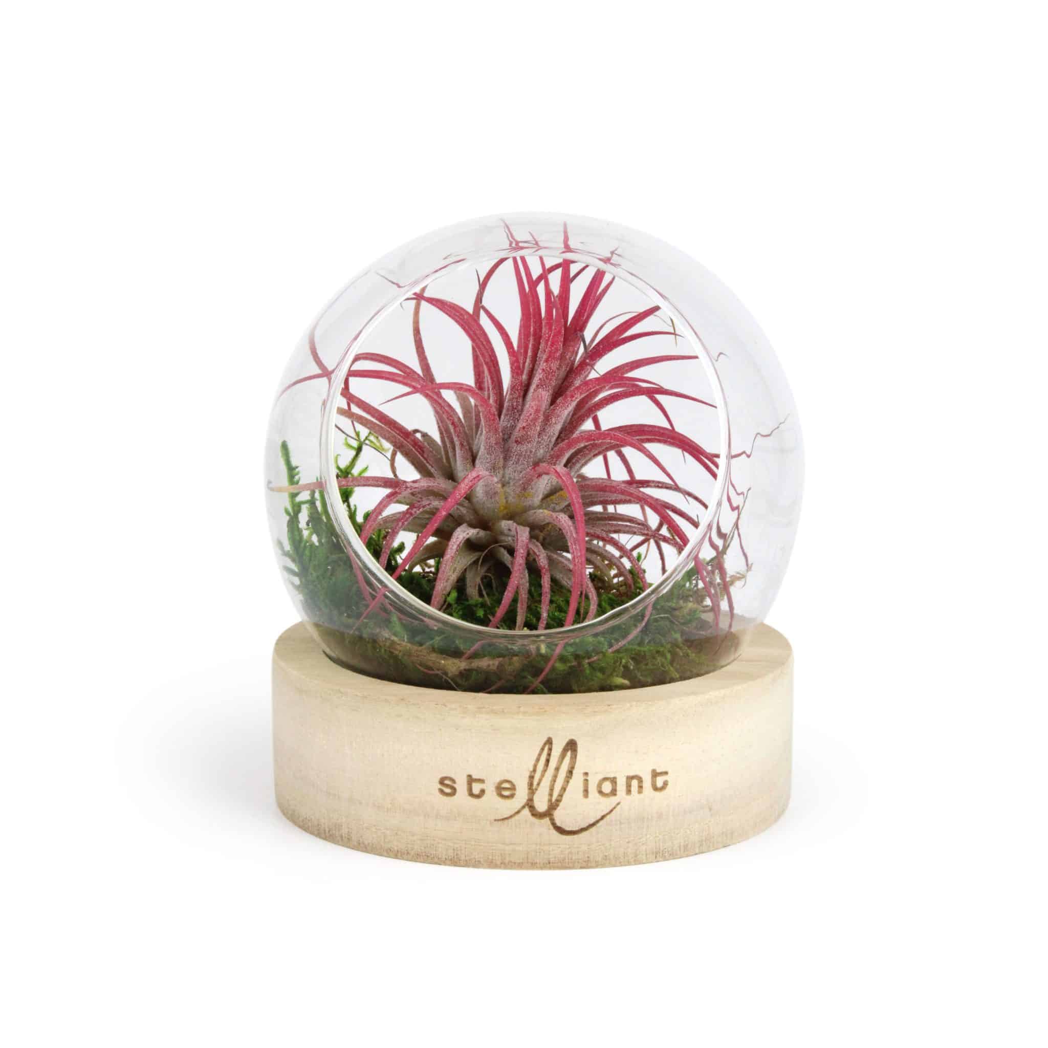 Visuel Terrarium Globe + socle bois