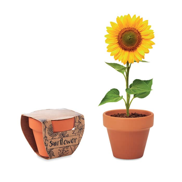 Visuel Sunflower