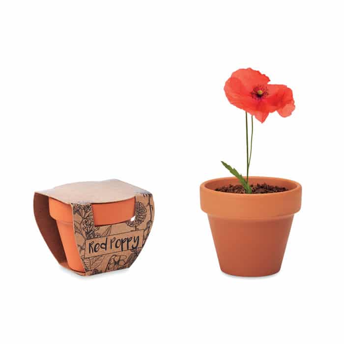 Visuel Red poppy
