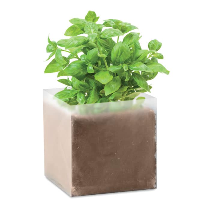 Visuel Basil