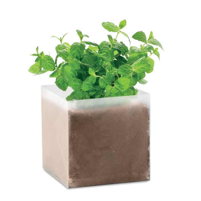 Visuel Mint